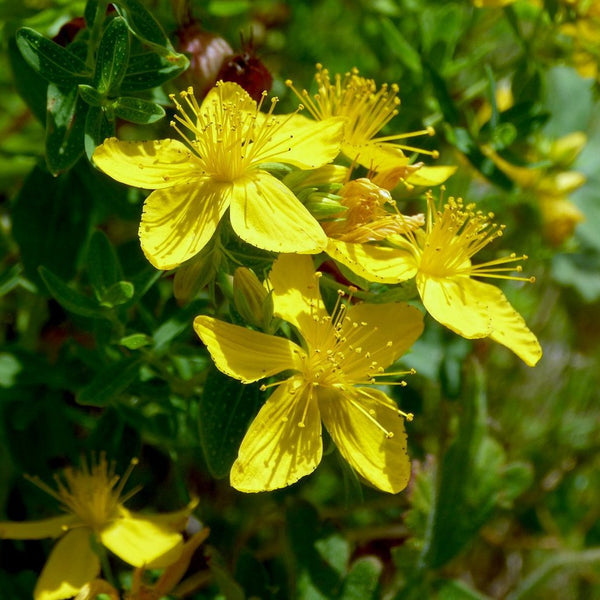 Herbal Impressions: St. John's Wort