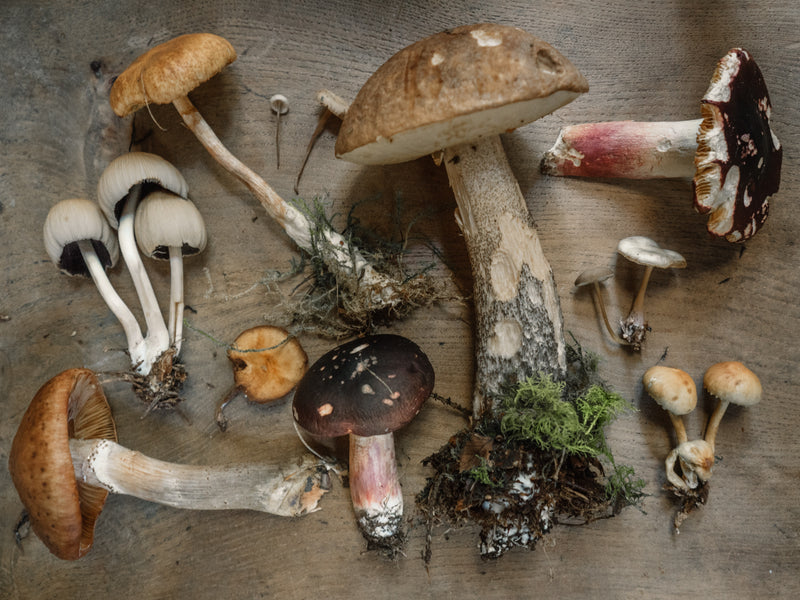 Reishi | Skin and Soul Magic