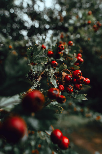 Beneath the Hawthorn Tree: Magic & Medicine