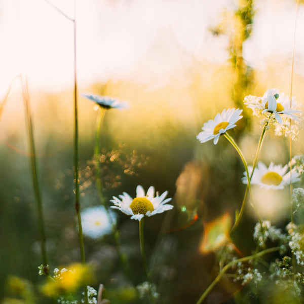 Skincare For Your Follicular Phase