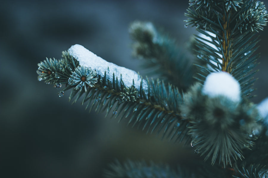 Evergreen Tree Magic + Medicine