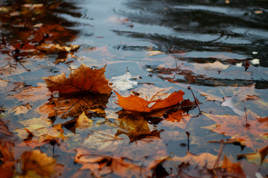 Autumn's Dual Elements: Embracing Water and Metal Energetics for Inner Renewal