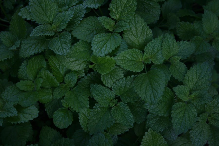Herbal Impressions: Lemon Balm
