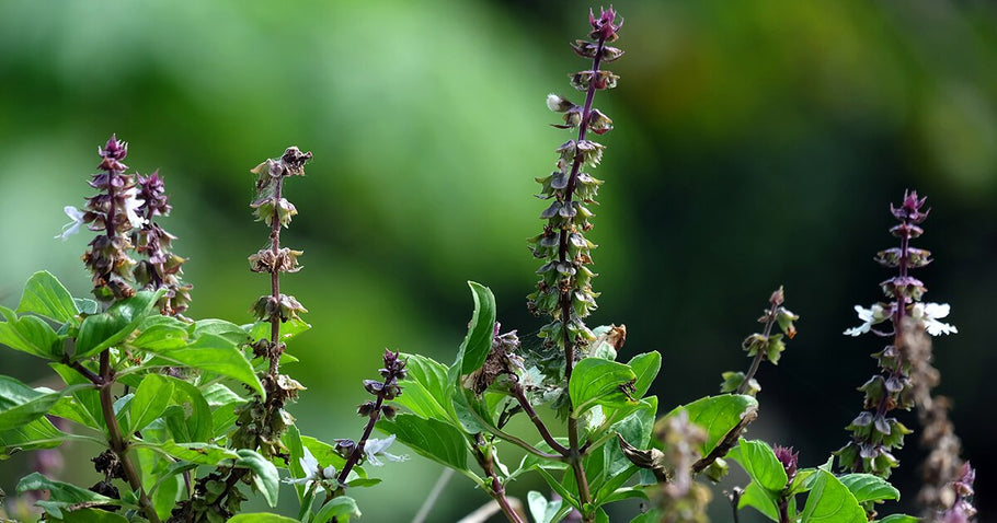 Nourishing Tulsi: Beauty Medicine Inside and Out