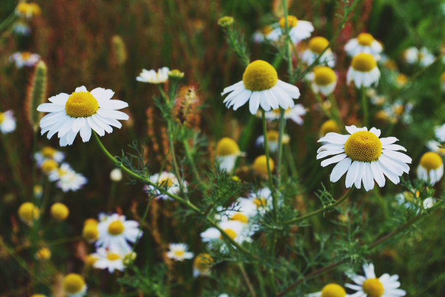 Herbal Impressions: Chamomile