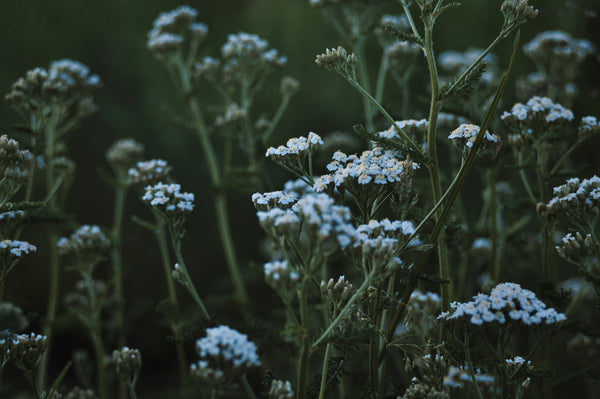Electuaries | Ancient Remedies Made New
