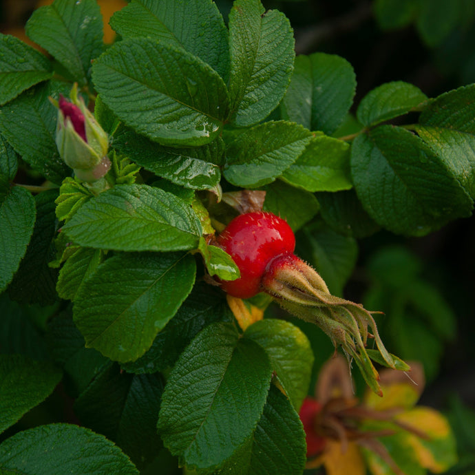 rosehip on a rose bush